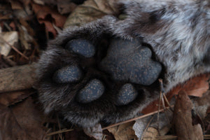 Reserved for Mike - Dry Preserved Mountain Lion Paw