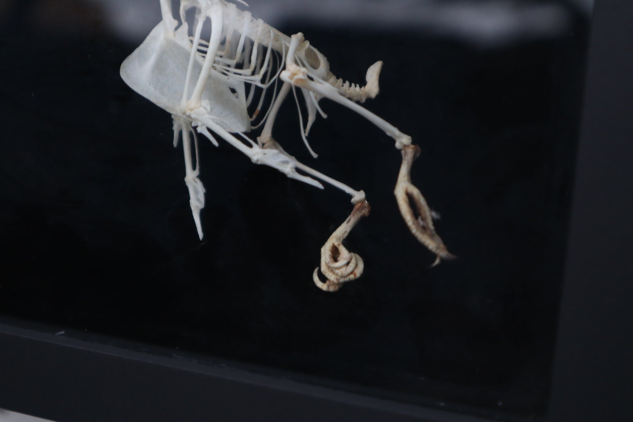 Articulated Parakeet Skeleton