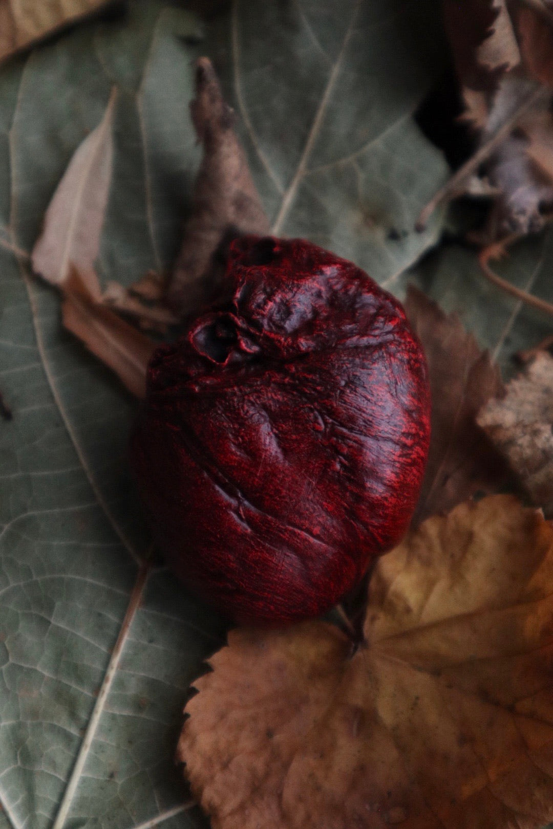 Dry Preserved Red Fox Heart