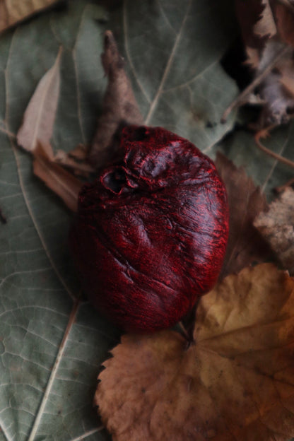 Dry Preserved Red Fox Heart