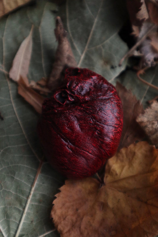 Dry Preserved Red Fox Heart