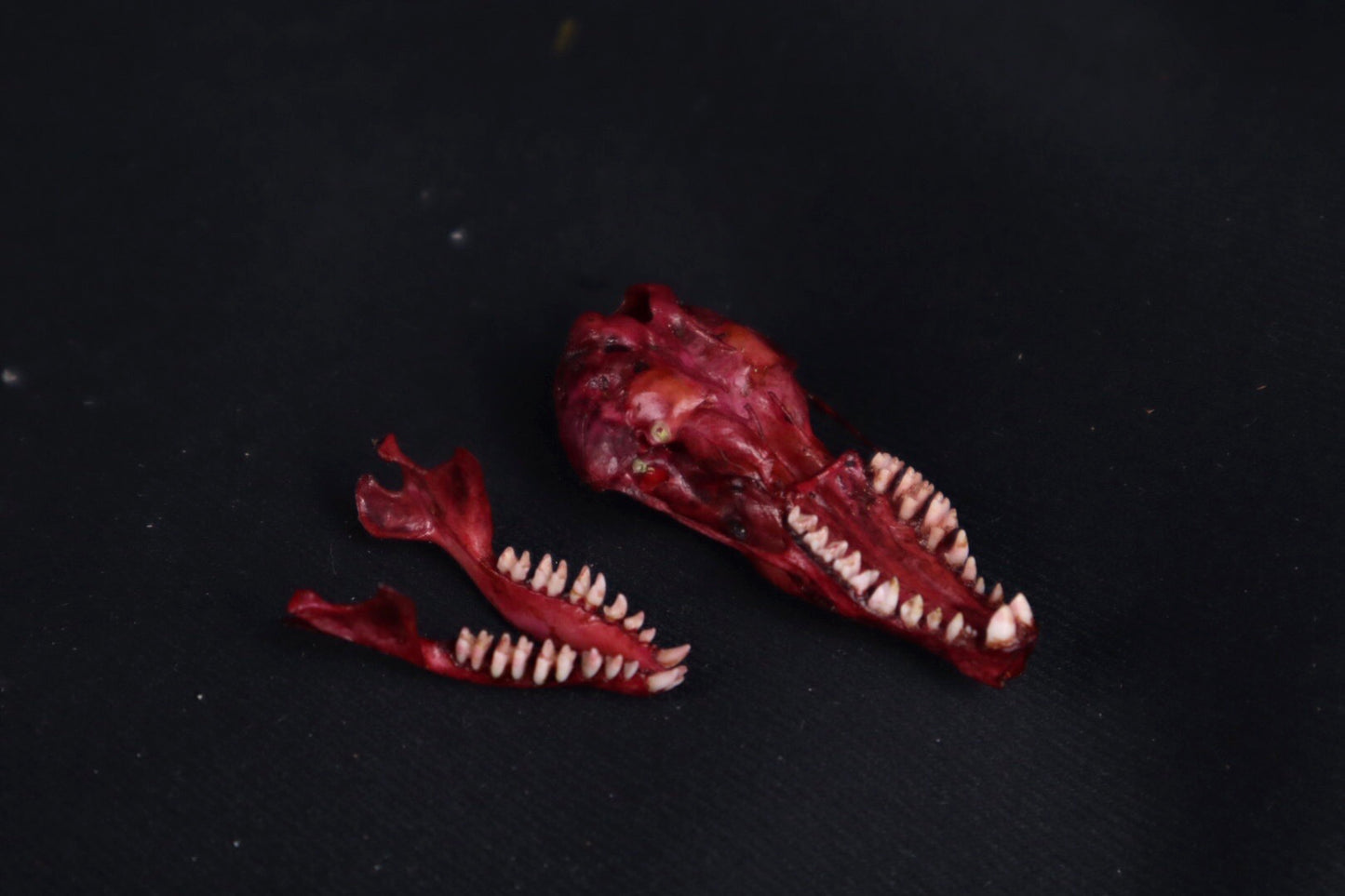 Naturally Stained Mole Skull