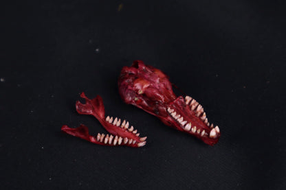 Naturally Stained Mole Skull