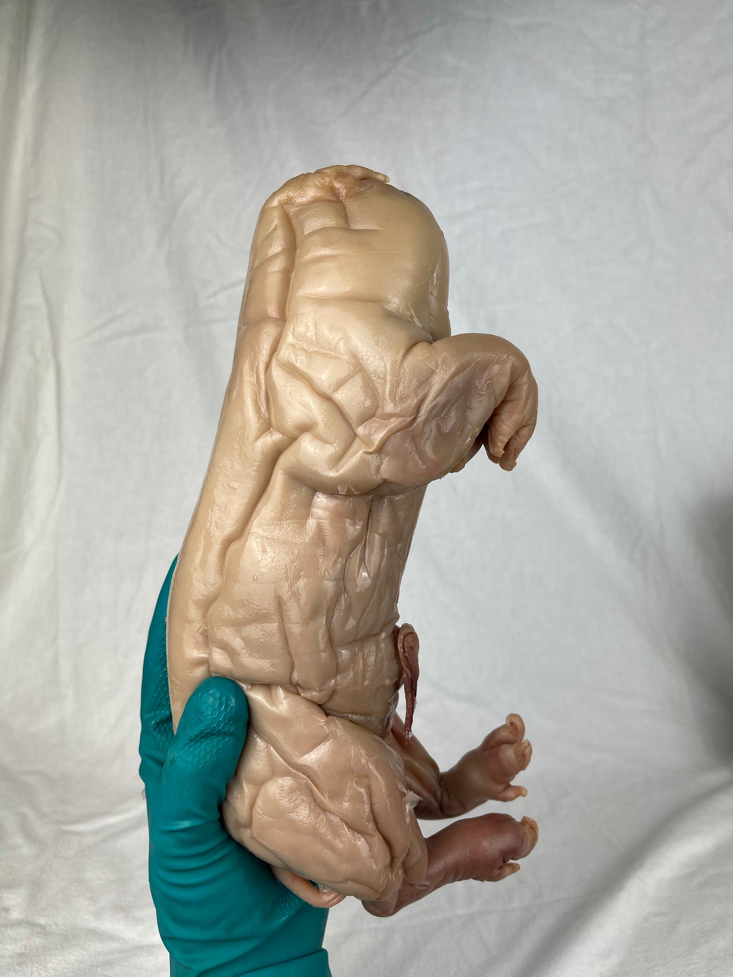 Reserved For Mariah - Wet Specimen Piglet with Congenital Disorders