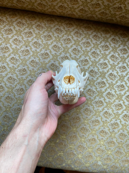 Reserved for Madison - Coyote Skull