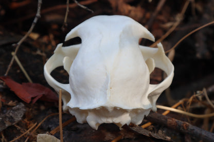 Reserved for Cora - Geriatric Bobcat Skull