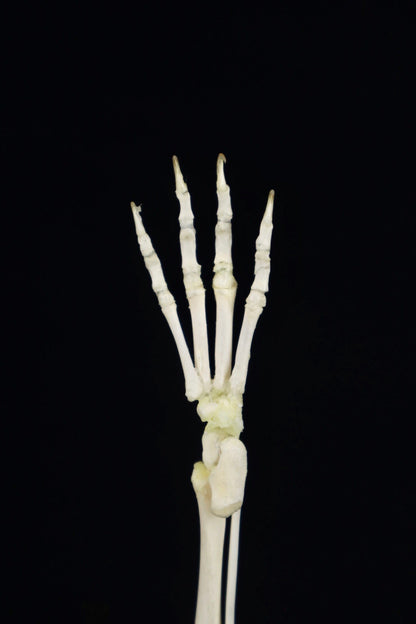 Domestic Kitten Leg Articulation