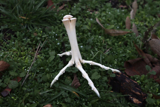 Chicken Foot Articulation