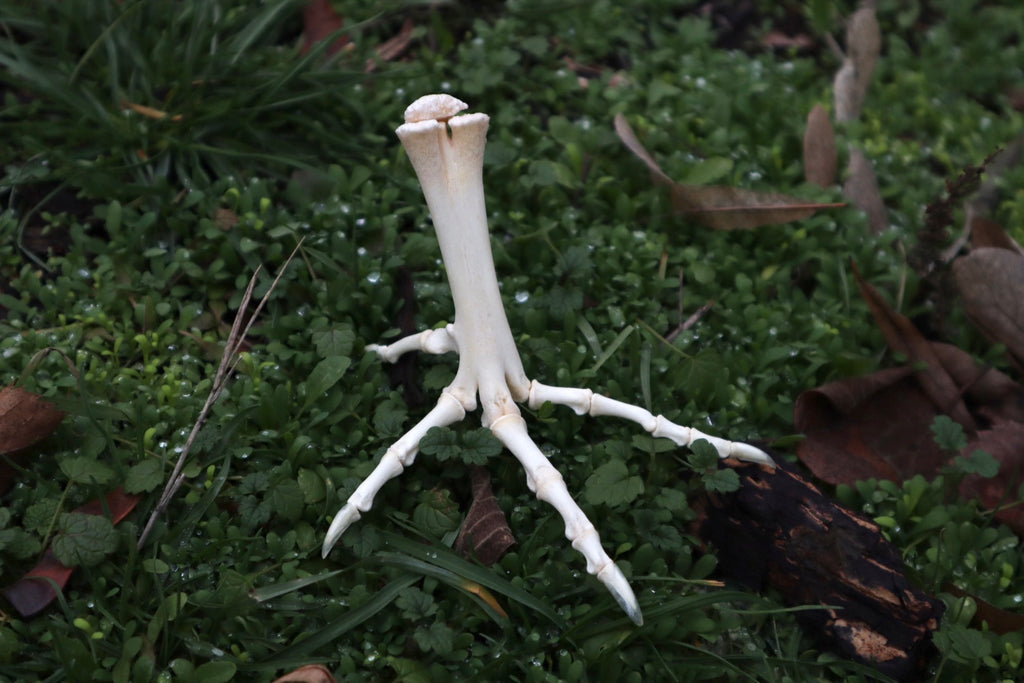 Chicken Foot Articulation