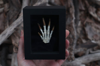 Beaver Paw Articulation