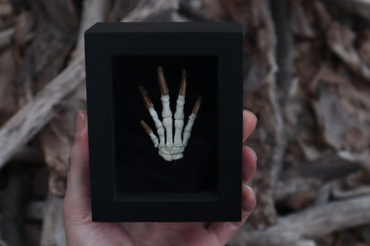 Beaver Paw Articulation