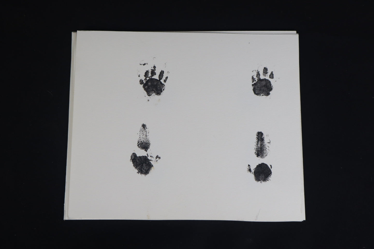 Red Kangaroo Joey Paw Print