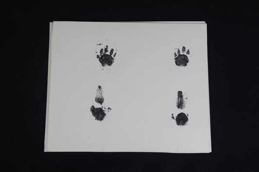 Red Kangaroo Joey Paw Print