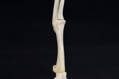 Domestic Kitten Arm Articulation