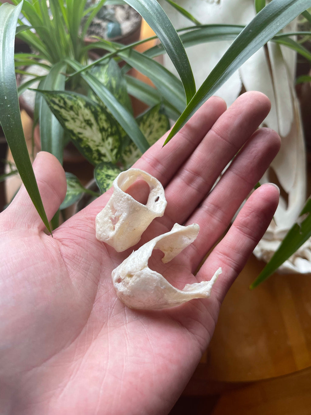 Reserved for Cheetahgirl33 - Gray Wolf Throat Cartilage