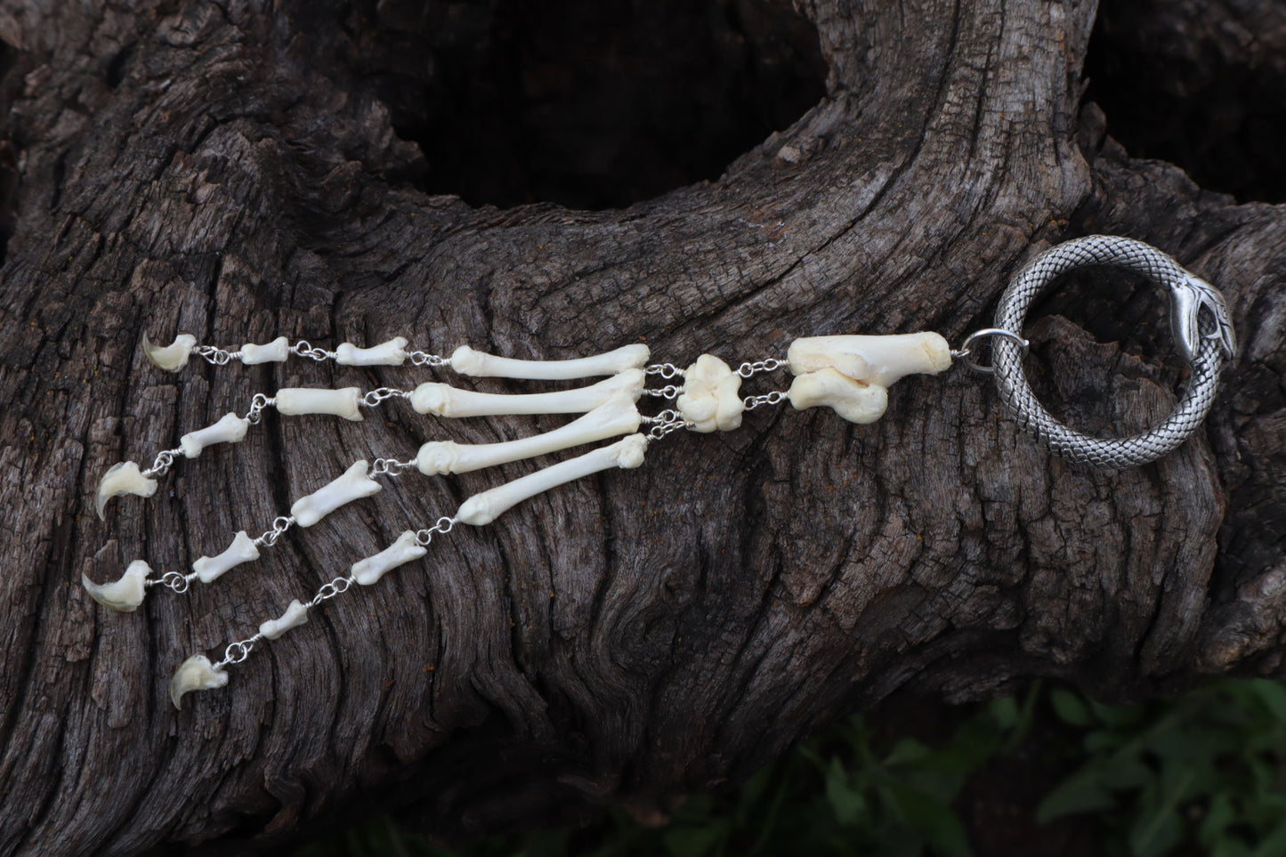 Reserved for Alycia - Fluid Domestic Kitten Paw Articulation