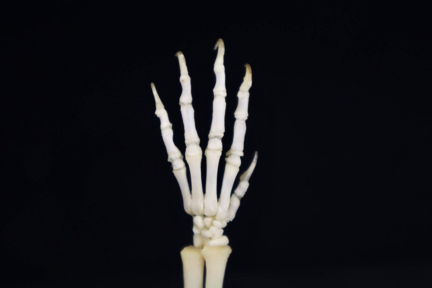 Domestic Kitten Arm Articulation