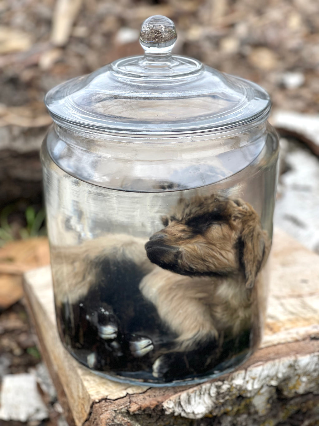Wet Specimen Baby Goat