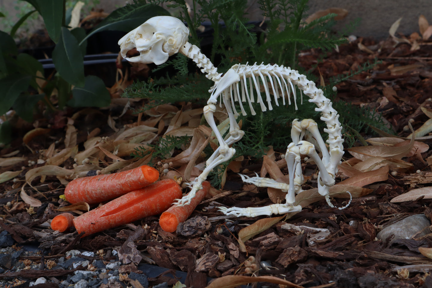 Reserved for Cam - Baby Rabbit Articulation