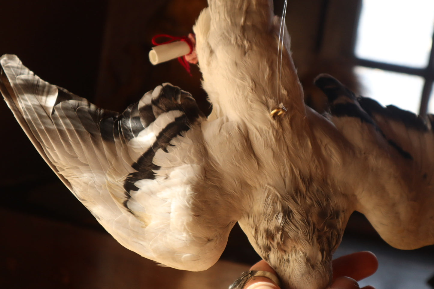 Taxidermy Pigeon