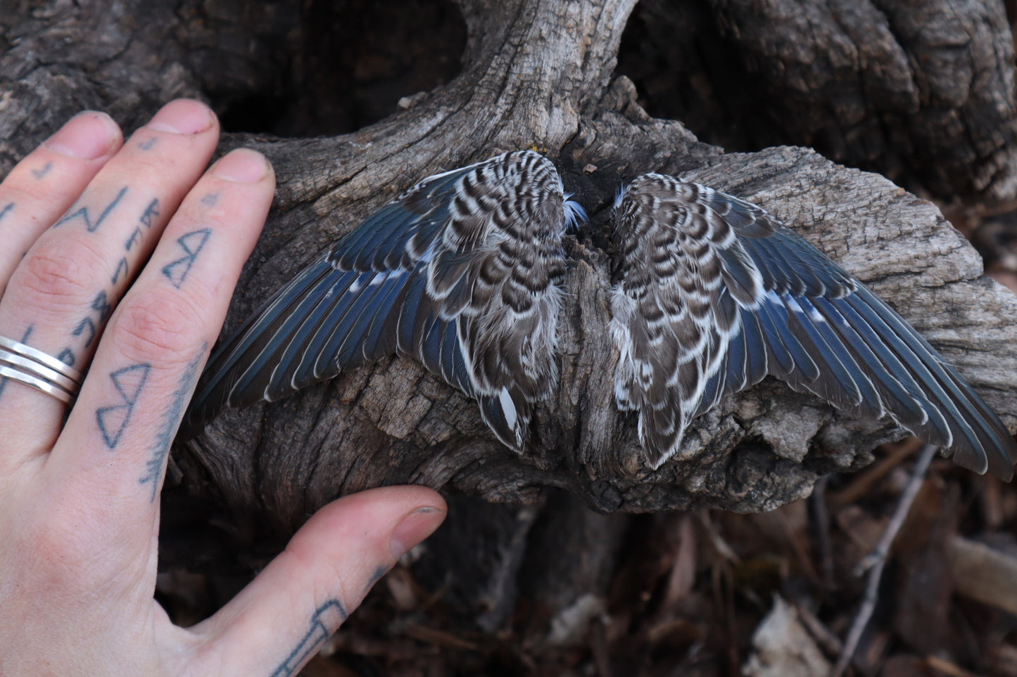 Reserved For Allie - Dry Preserved Parakeet Wings