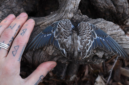 Reserved For Allie - Dry Preserved Parakeet Wings