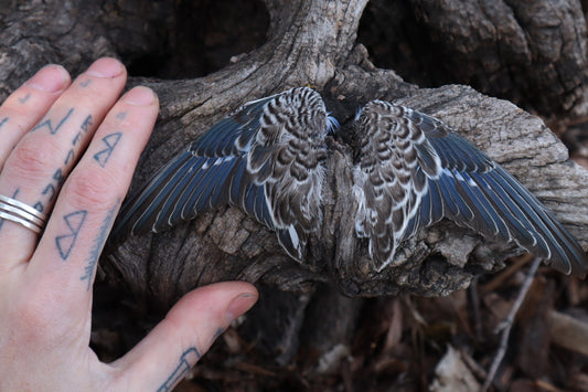Reserved For Allie - Dry Preserved Parakeet Wings