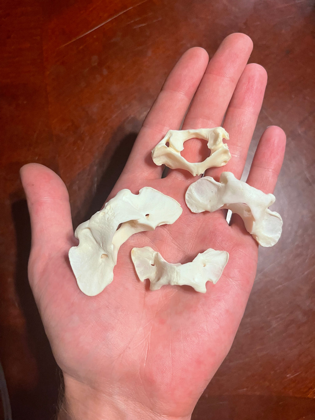 Reserved for Veronica - Atlas Vertebrae Lot