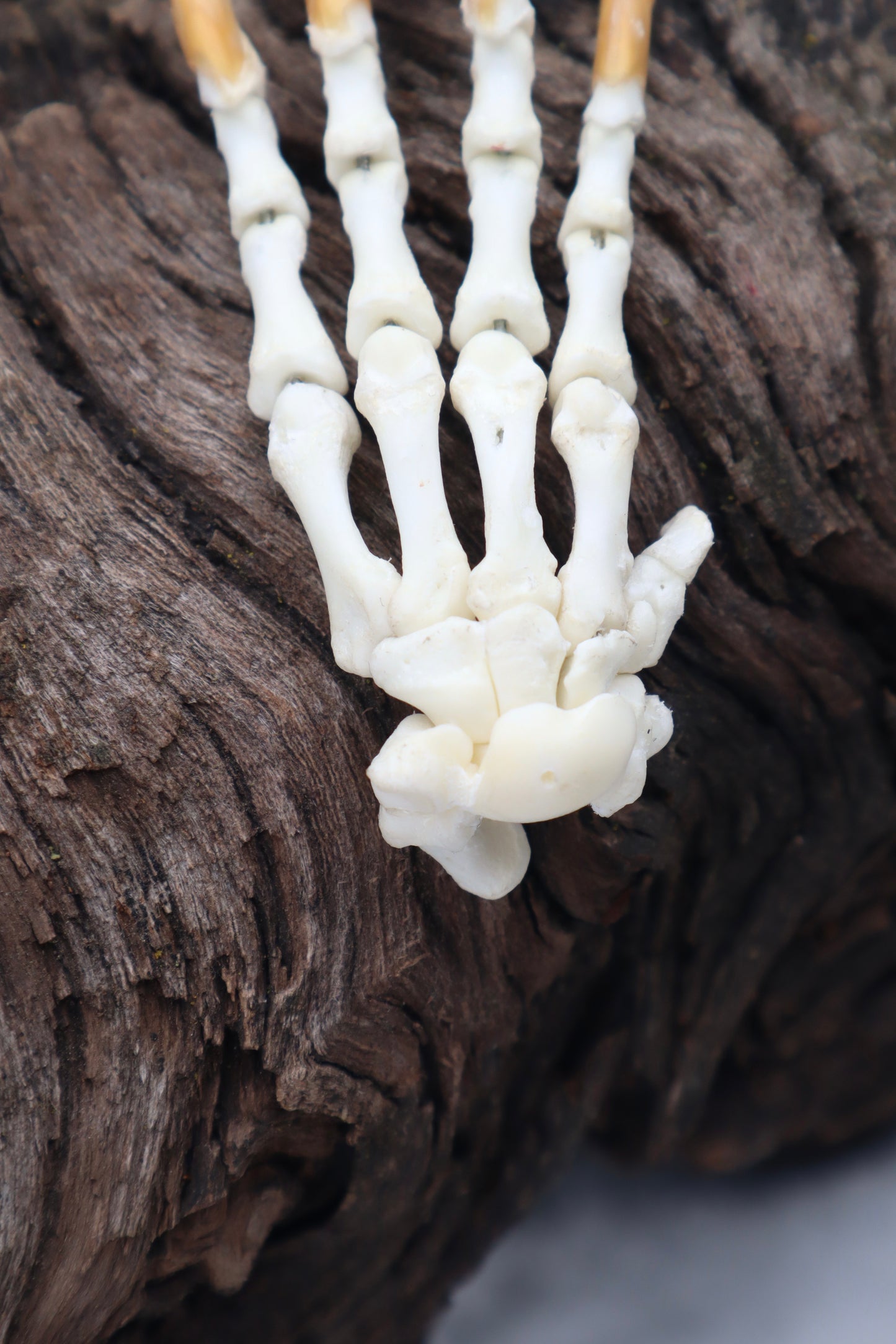 Porcupine Paw Articulation