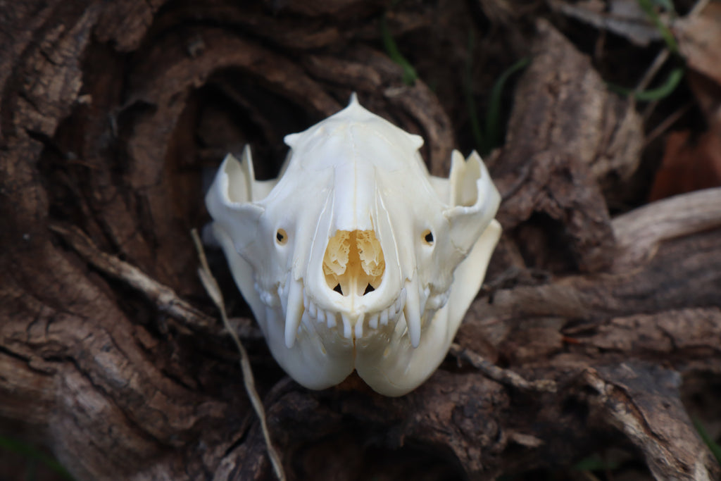 Juvenile Opossum Skull