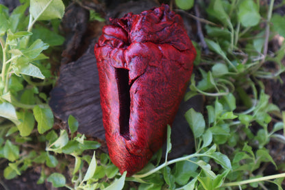 Reserved for Vinette - Dry Preserved Whitetail Deer Heart