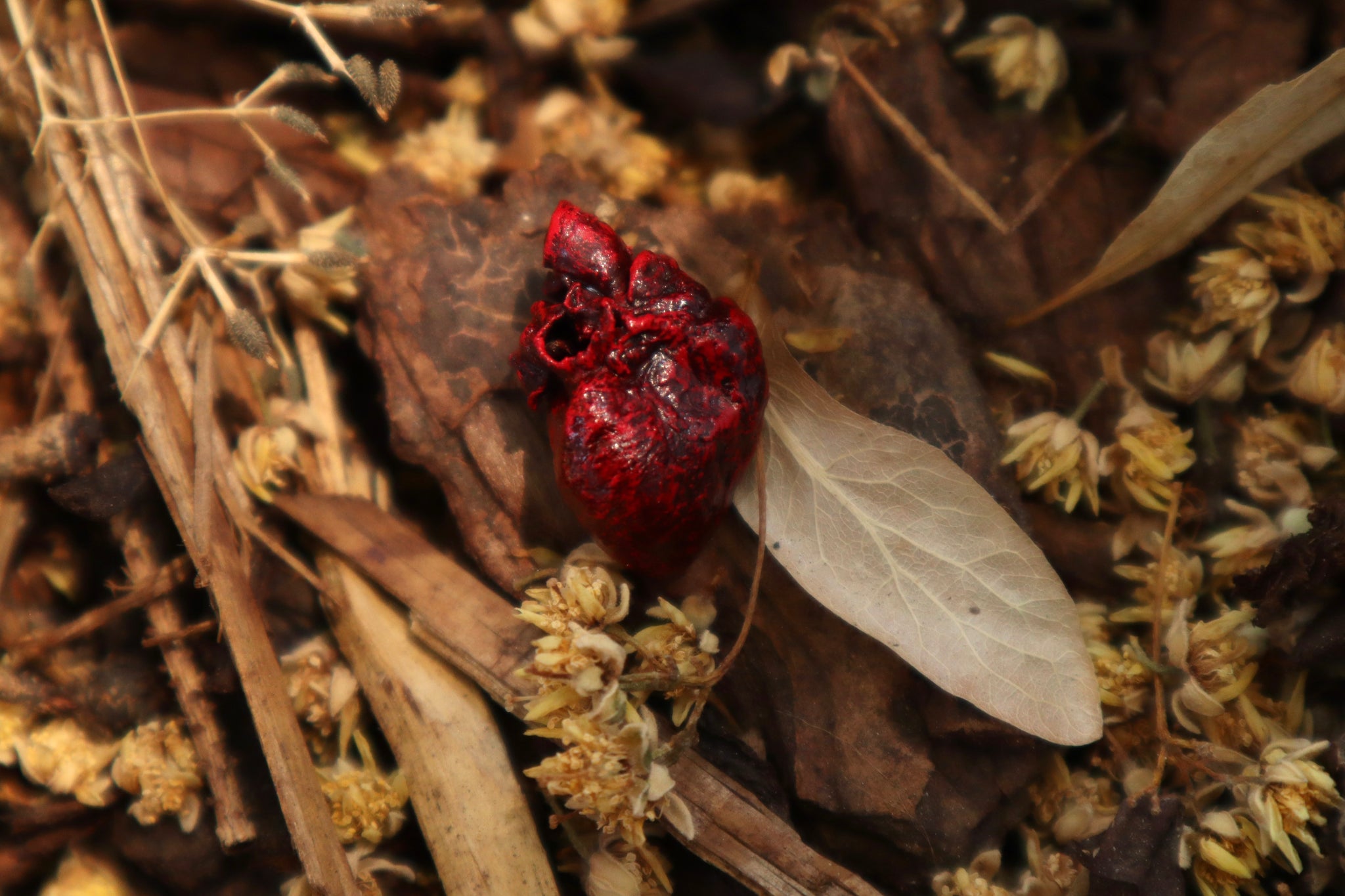 Reserved for Brandon - Dry Preserved Whitetail Fawn Heart and Kitten Heart and Lungs