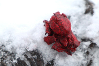 Dry Preserved Kitten Heart and Lungs