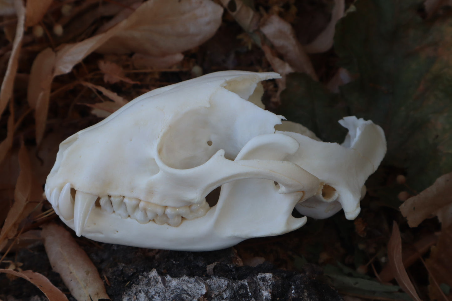Reserved for Meg - Craft Raccoon Skull