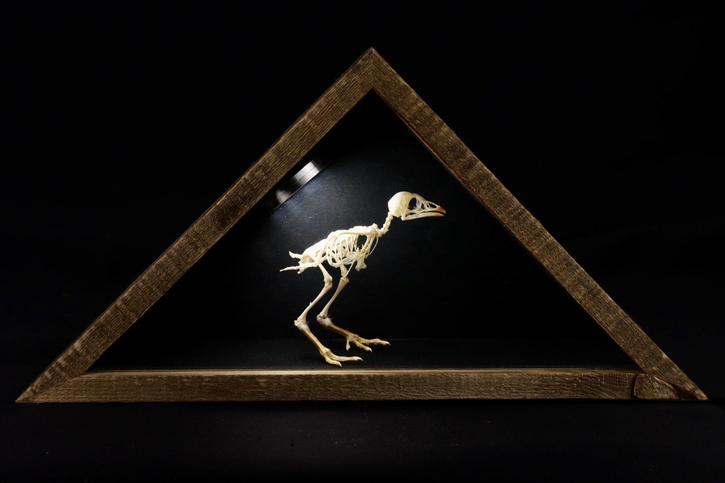 Sub-Adult Chicken Articulation in Glass Display Case