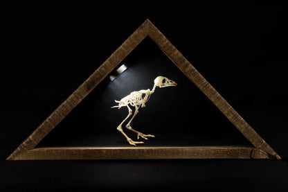 Sub-Adult Chicken Articulation in Glass Display Case