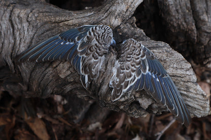 Reserved For Allie - Dry Preserved Parakeet Wings