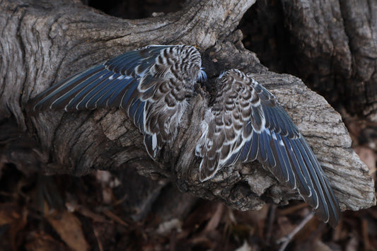 Reserved For Allie - Dry Preserved Parakeet Wings