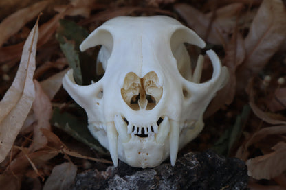 Reserved for Cam - Craft Bobcat Skull