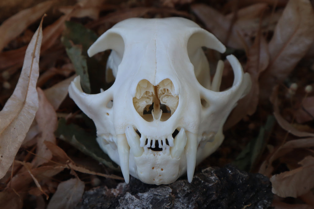 Reserved for Cam - Craft Bobcat Skull