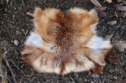 Red Fox Pelt - Double Bend
