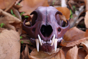 Reserved for Kristina - Naturally Stained Alaskan Lynx Skull