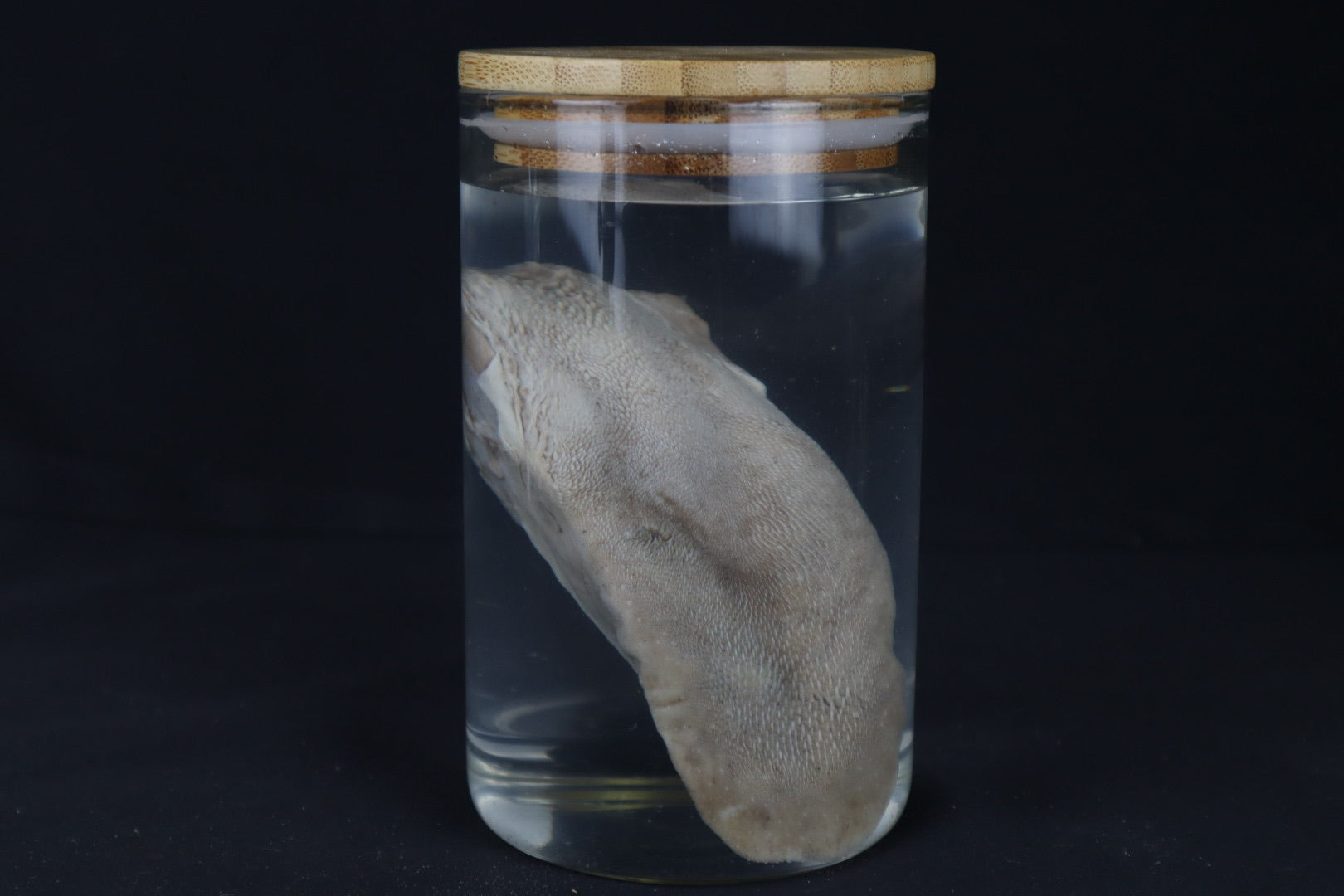 Mountain Lion Tongue Wet Specimen