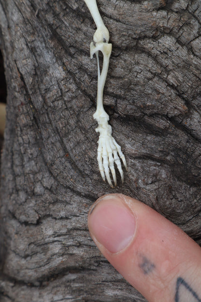 Mole Leg Articulation