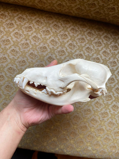 Reserved for Madison - Coyote Skull