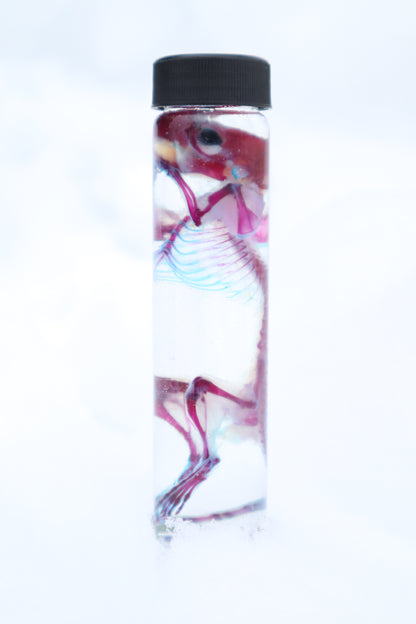Diaphonized Juvenile African Soft Fur Rat