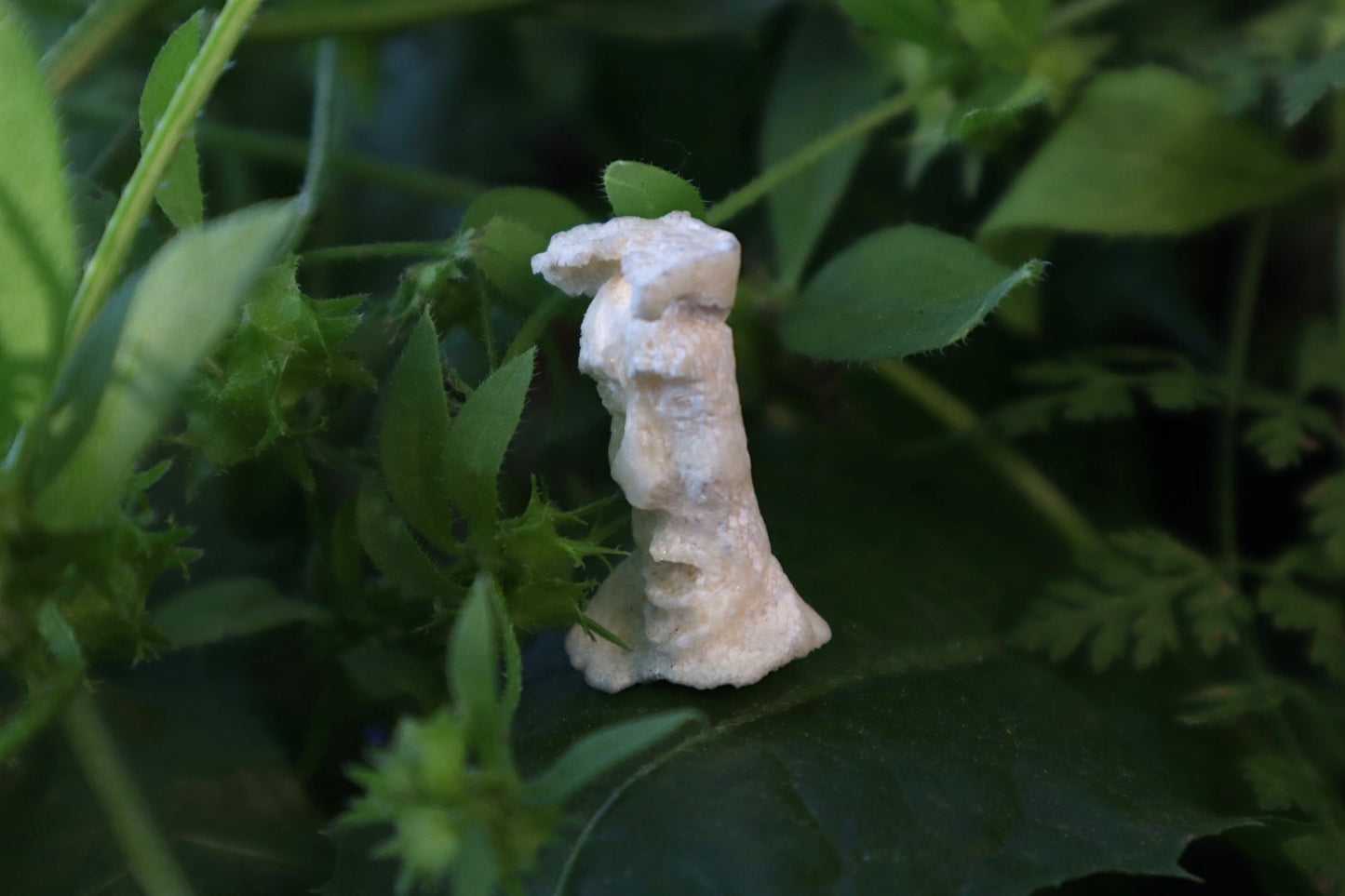Gray Wolf Bone Monk Sculpture