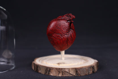 Reserved for Sam - Dry Preserved Red Fox Heart in Glass Dome