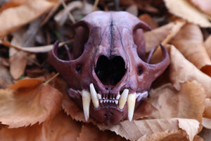 Reserved for Allie - Naturally Stained Alaskan Lynx Skull