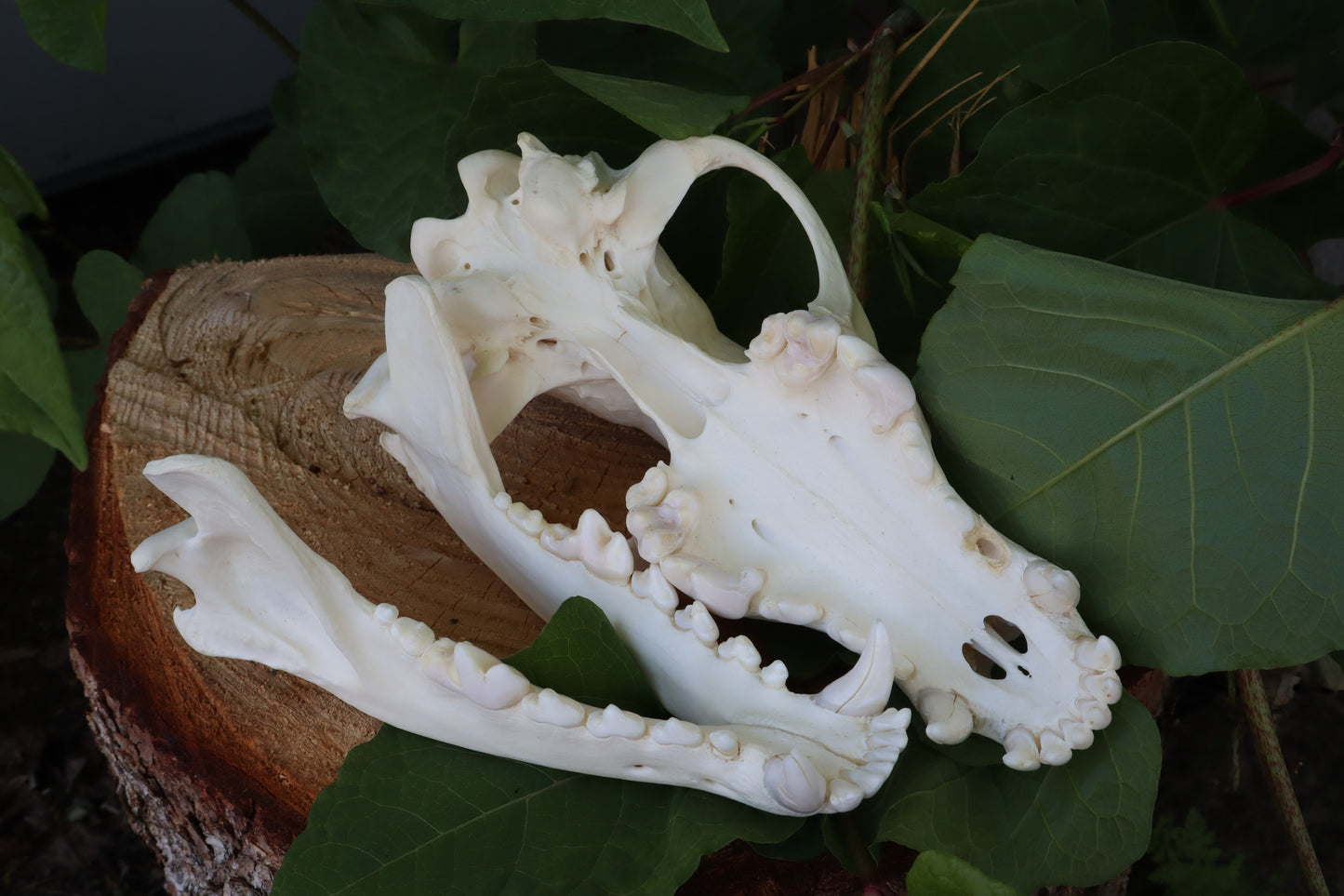Gray Wolf Skull